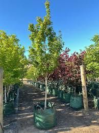 Klon polny ‚Elsrijk’  250 cm cena 240 zł