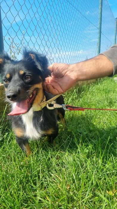 Maleńka Mocca do adopcji