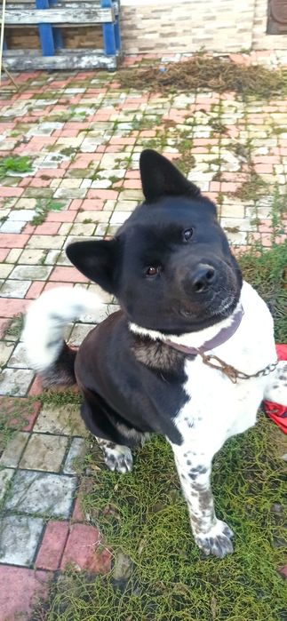 Отдам Американскую Акиту