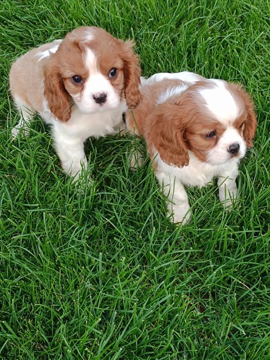 Cavaljer King Charles Spaniel (Piesek)