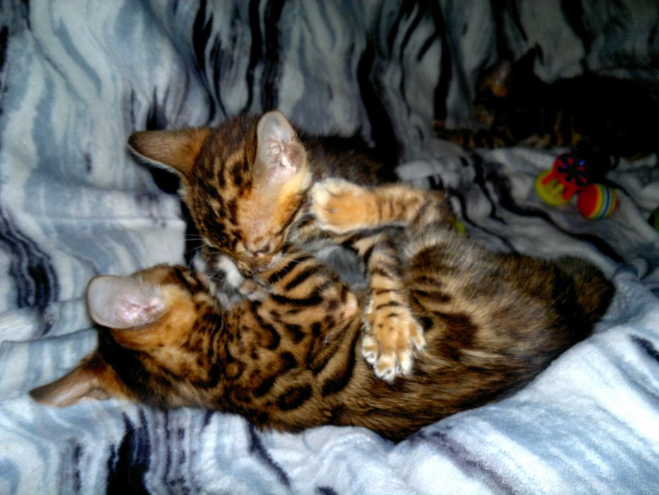 ТОРГ! Леопардові бенгалятка - няшні комочки щастя. Всі в розетку
