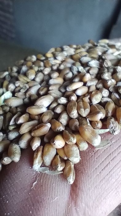 Sprzedam pszenicę rok po centrali