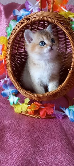 Золота шиншила дівчинка.