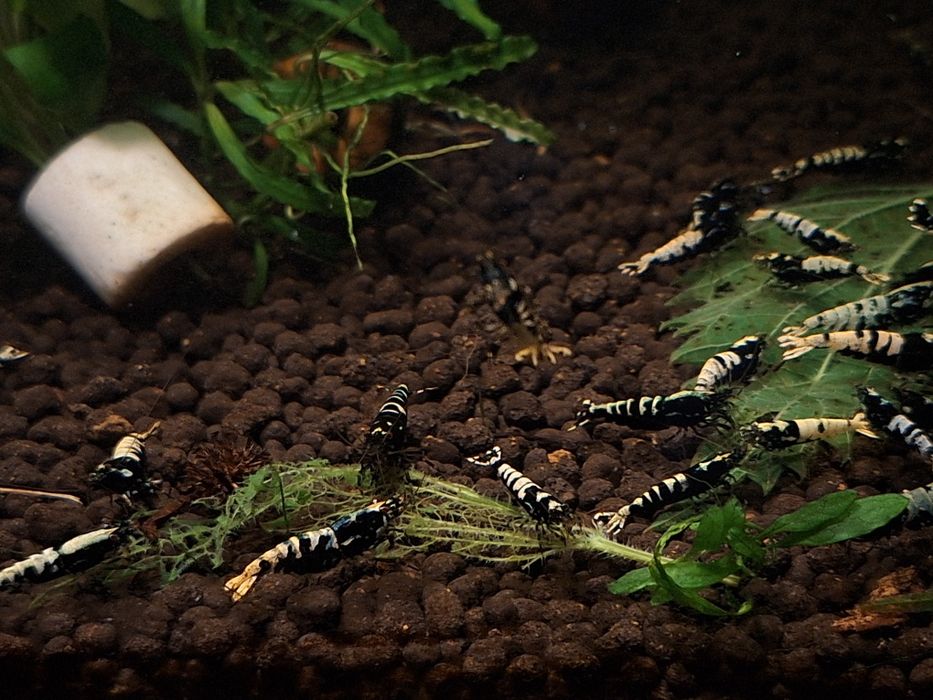 Akwarium z krewetkami Galaxy