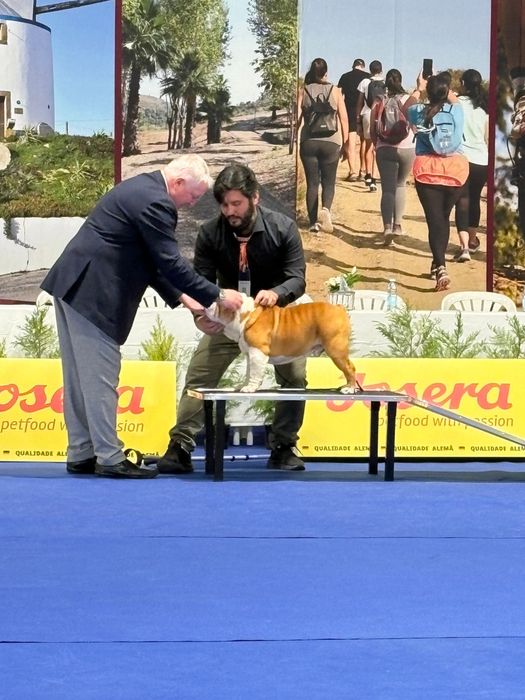 Bulldog Ingles c/Lop