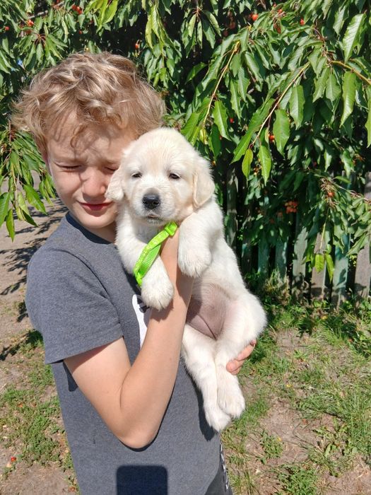 Золотистий ретривер в родину