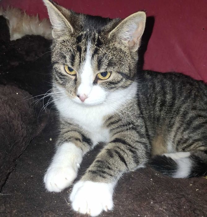 Kociaki do pilnej adopcji