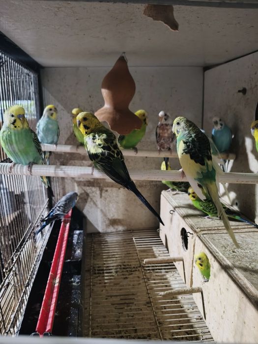 Piriquitos Australianos