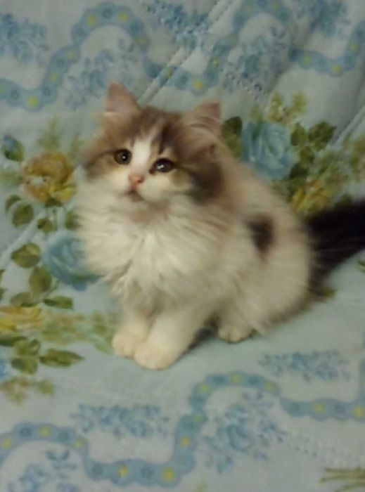 Шотландские породистые котята!Серебристая шиншилла!