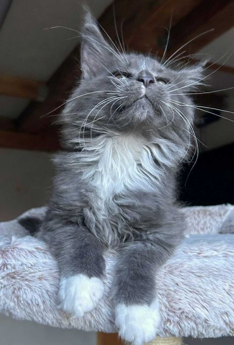 Maine coon kocurek niebieski z białym - FPL