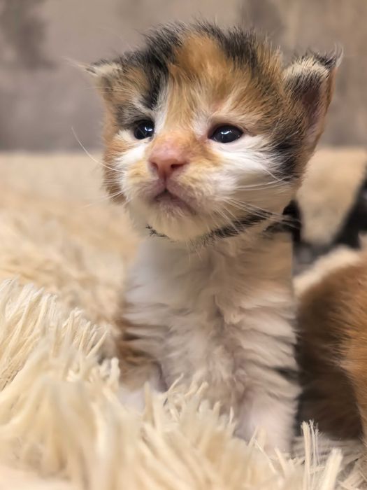 Kotka Maine Coon do rezerwacji