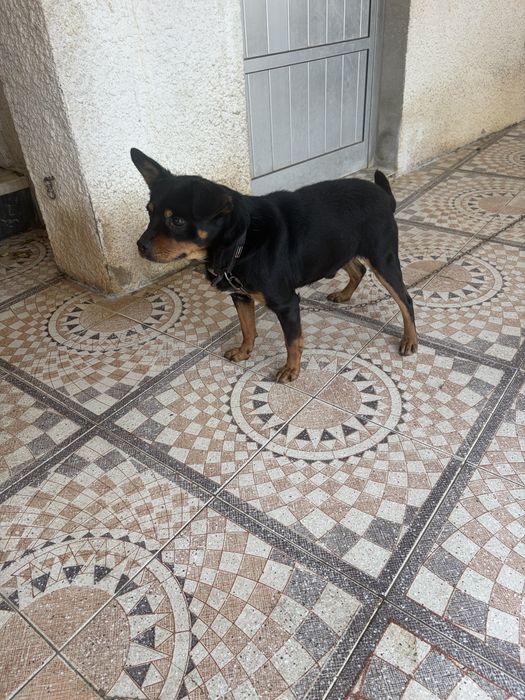 Cao arracado a rott mini