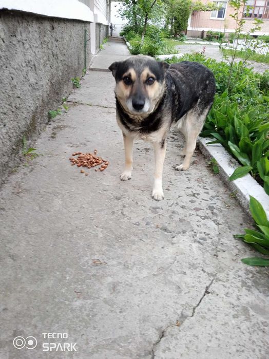 подарую собак в добрі руки