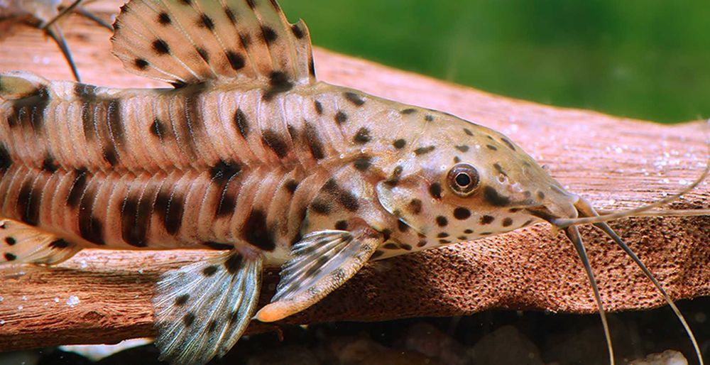 Kiryśnik czarnoplamy - Megalechis thoracata - dowóz, wysyłka