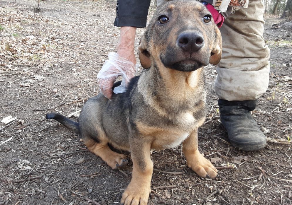 Віддамо в добрі руки цуценят віком 4 місяці, метис "такса - кабанчик".