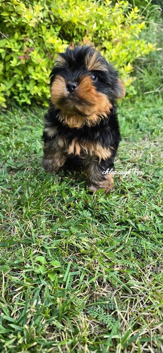 Yorkshire terrier piesek czarno złoty york