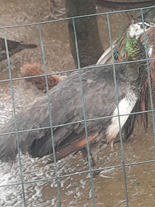 Patos exóticos  e  pavões