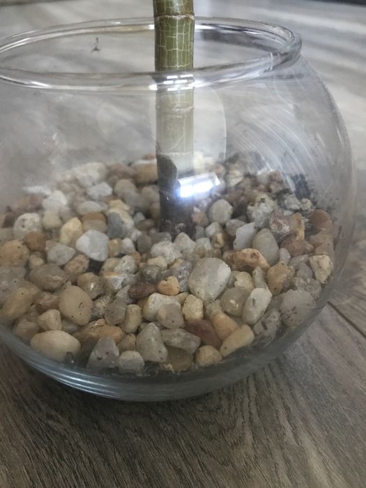 Денежное дерево