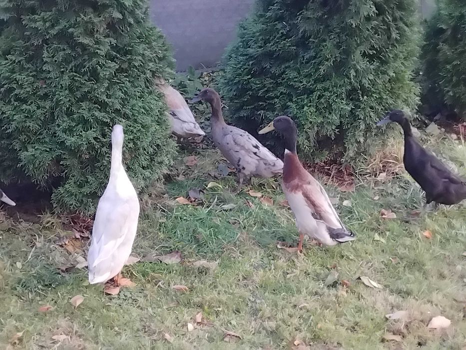 sprzedam kaczki bieguski