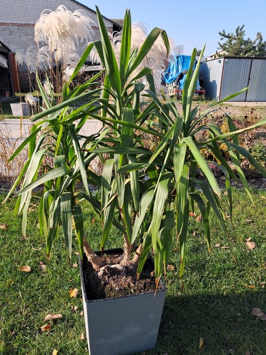 Jucca gwatemalska