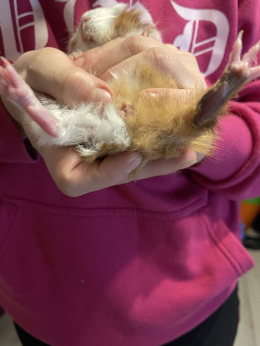 Swinka morska rozetka