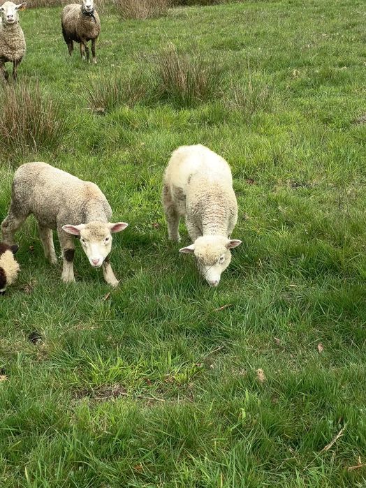 Ovelhas de boa qualidade