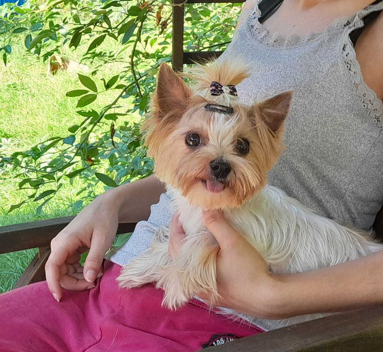 Golddust Yorkshire Terrier suczka