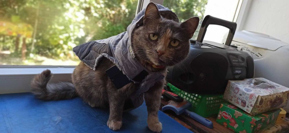 Курточка на кота собаку, сезон осінь