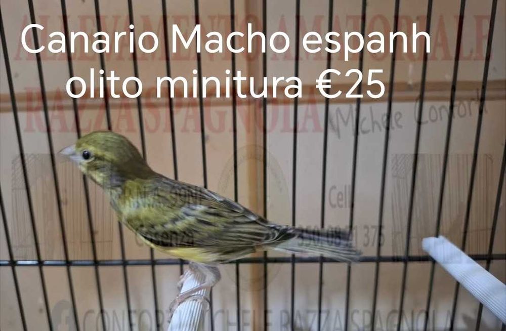 Canarios de Mozambique & Hossos Japones