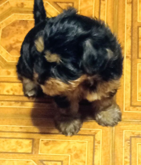Suczka Yorkshire terrier.