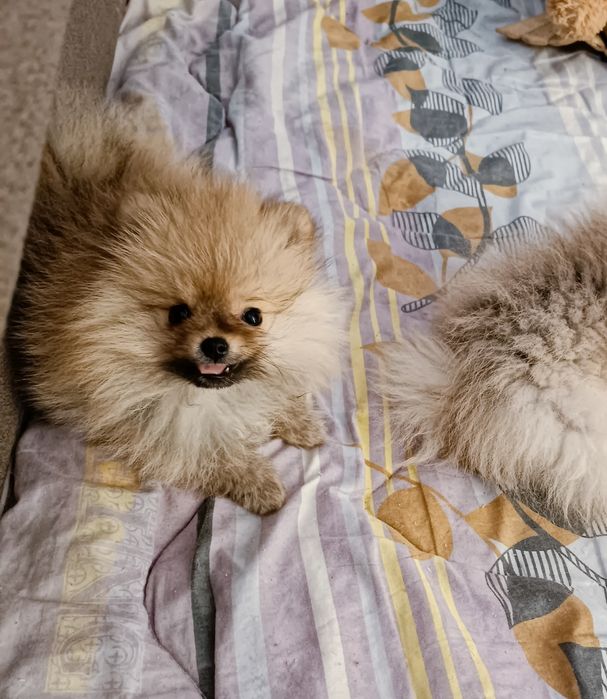 Супер міні шпіц!