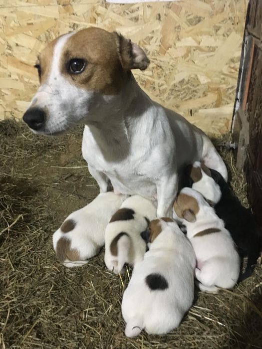 вязка джекрасел.