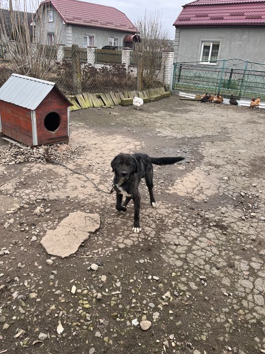 ДОПЛАЧУ, якщо заберете в сімʼю, собака в добрі руки, напів лабрадор