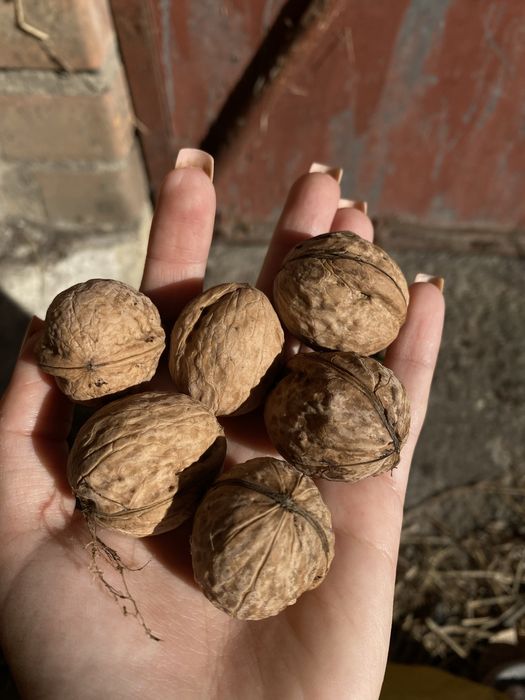 Смачний грецький горіх