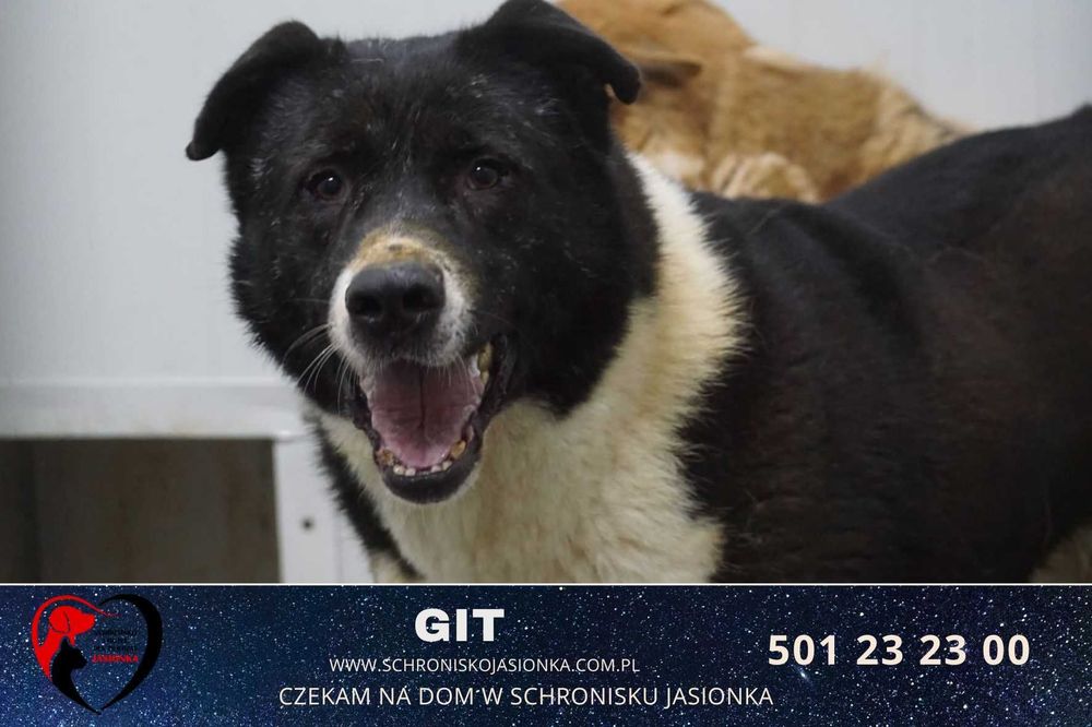GIT do adopcji – Schronisko Jasionka