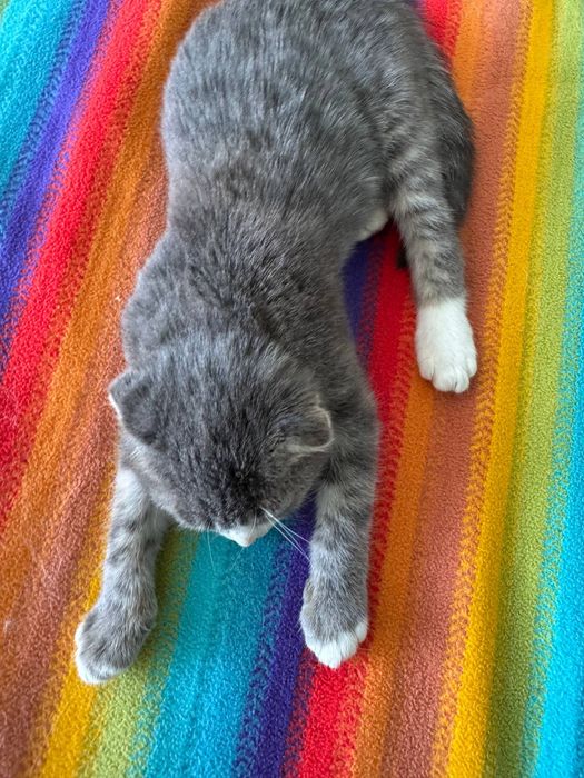 висловухе кошеня хлопчик
