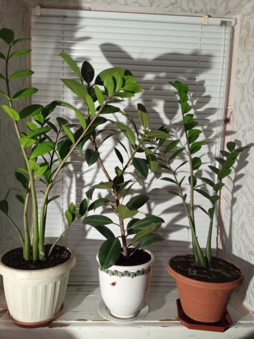 Продам квіти для дома.