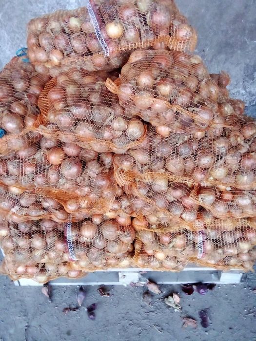 Cebula zółta oraz czerwona