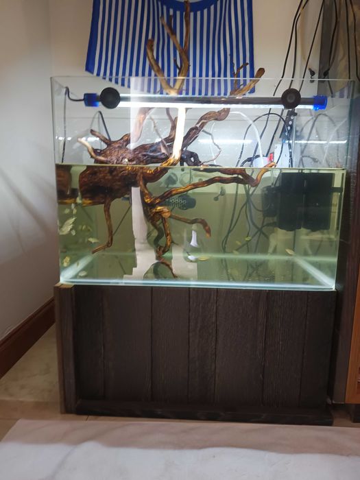 Aquário e peixes