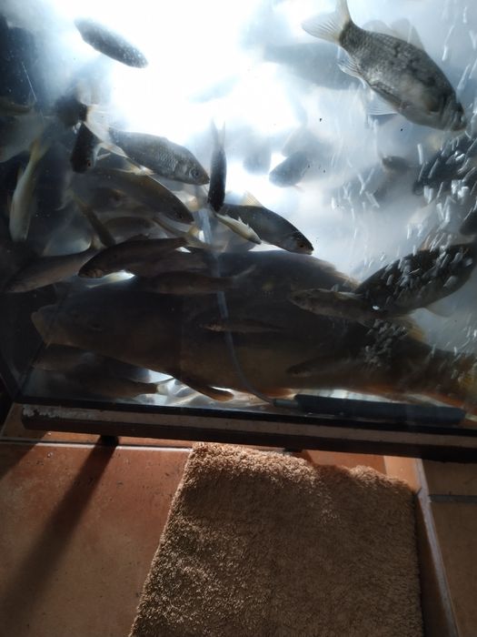 Plotka mrozona 7-10 cm wysylka