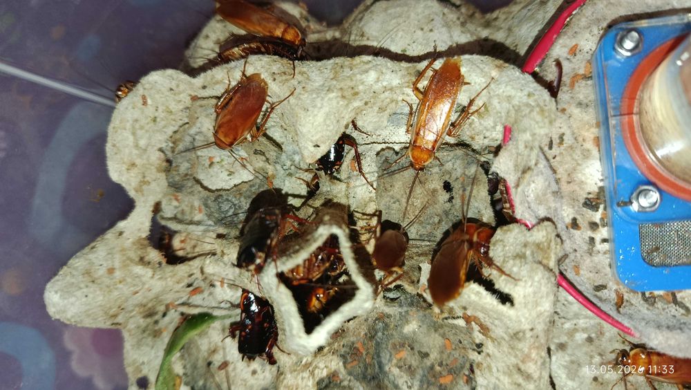 terarium dla pająka akrylowe z wyposażeniem