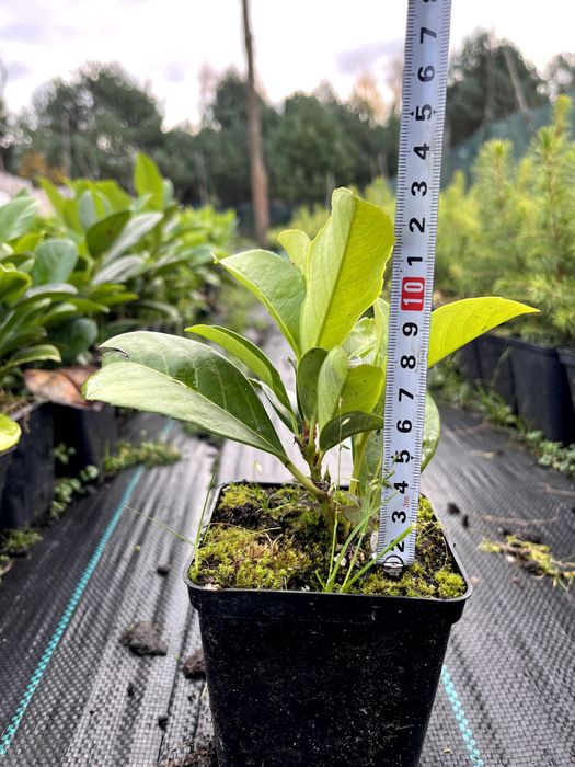 Laurowiśnia Van Nes