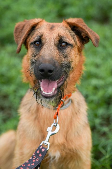 Twix - pies o oryginalnej urodzie i cudownym charakterze