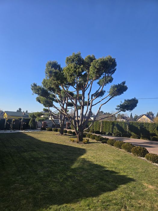 Sosny bonsai sprzedam