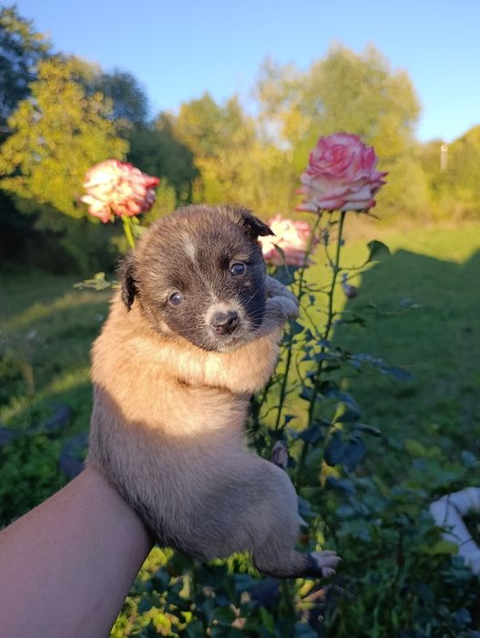 Щеня цуциня цуцик