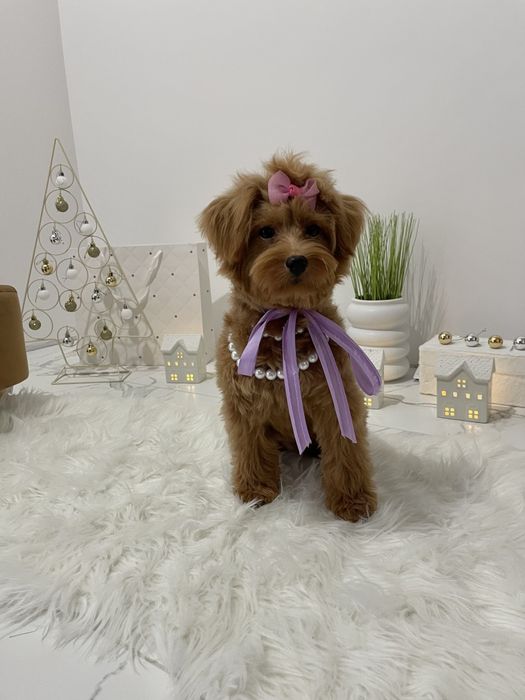 Помапу  любов без кордонів