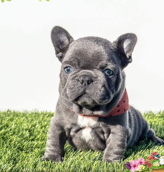 Блакитна дівчинка французька,