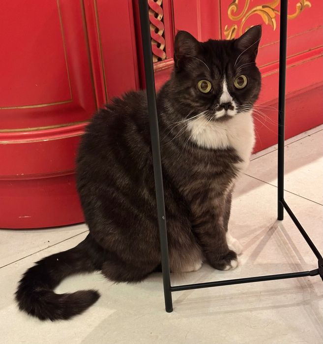 Жаклін. Стерилізована, вакцинована, має ветпаспорт