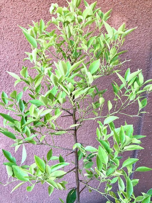 Дерево лимона большое, декоративное  высота 1м. 10 см.