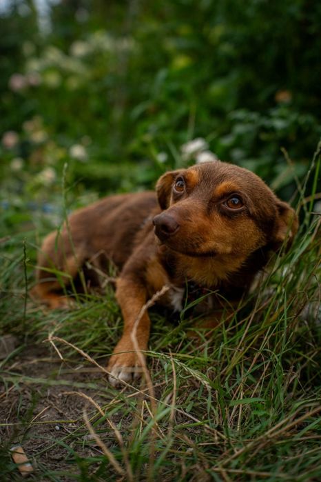 Psiak Irys do adopcji